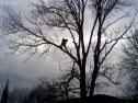 Elagage, abattage d&lsquo;arbres